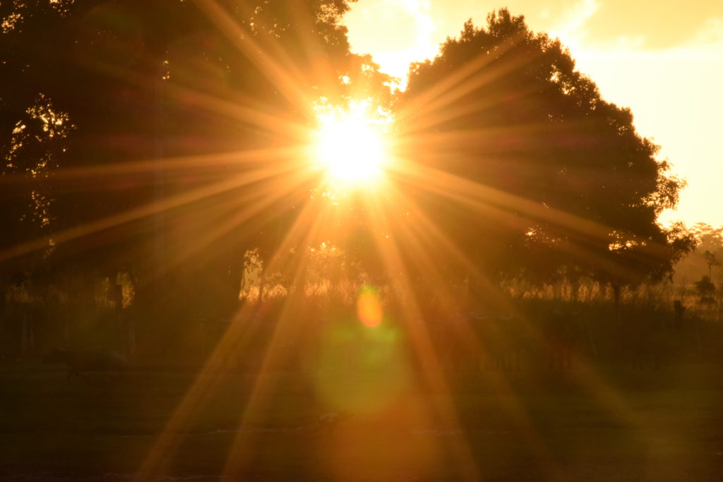 Sun shining through trees in field