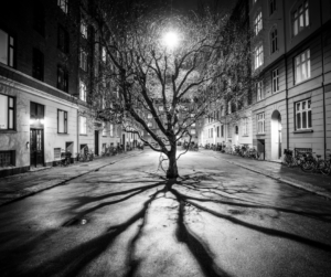 2 tree casting shadow