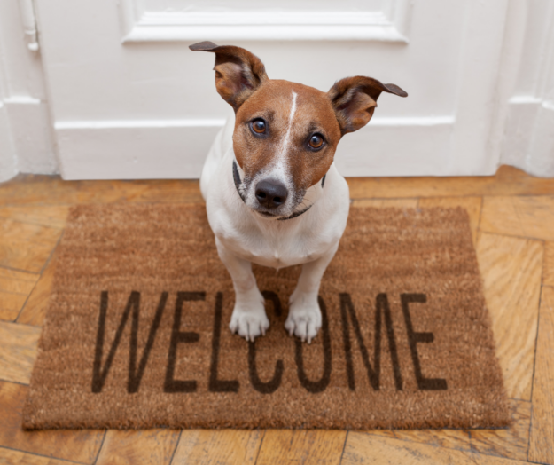 Dog welcome mat